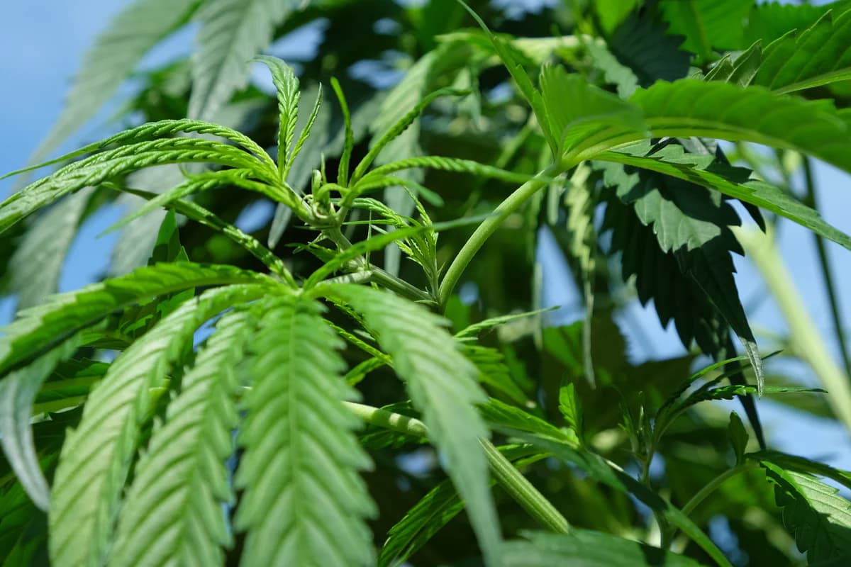 Cannapot: Dein Experte für Marihuanasamen und mehr