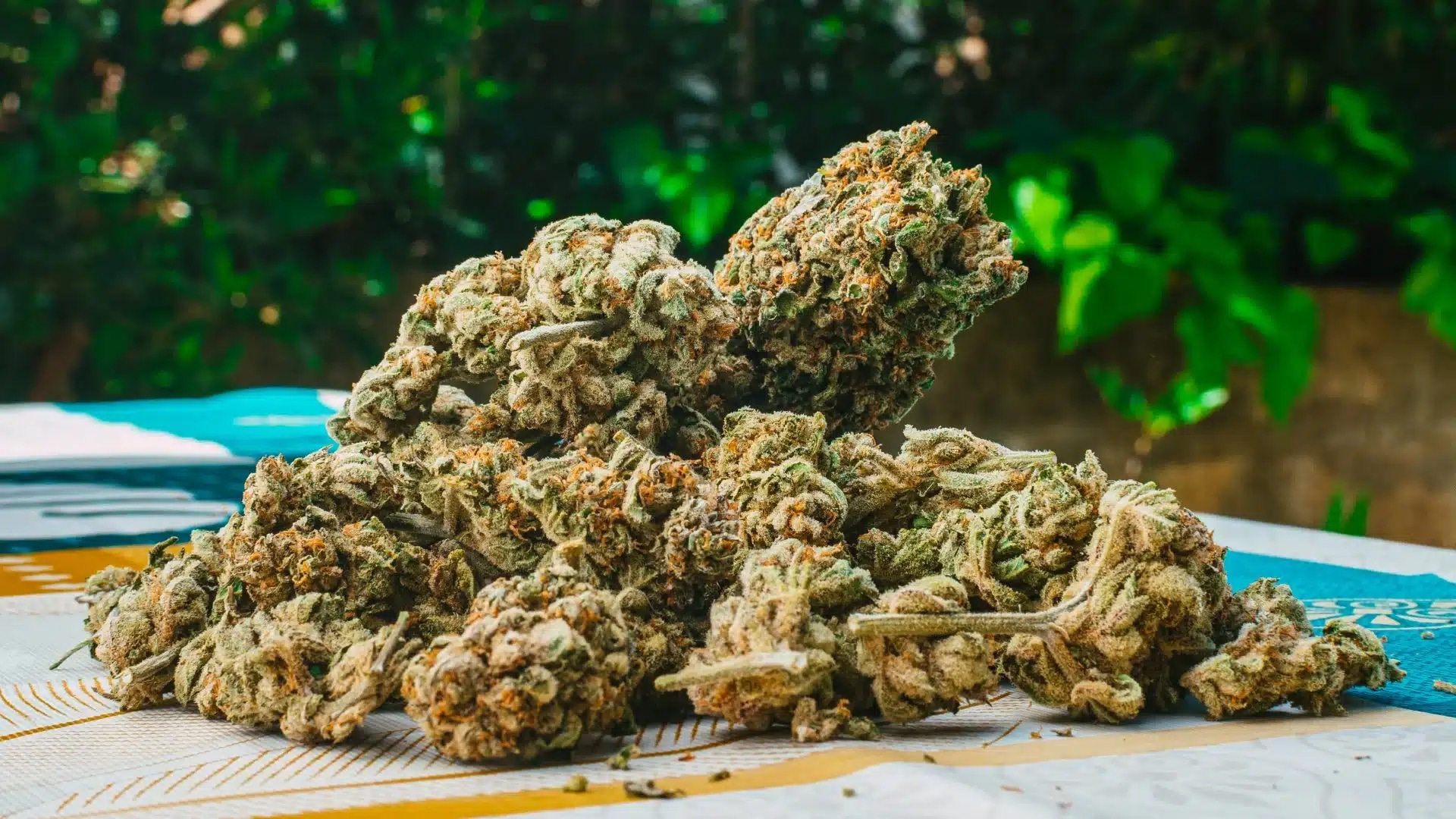 Tropicana Cherry Strain kaufen – Frische trifft auf Stärke
