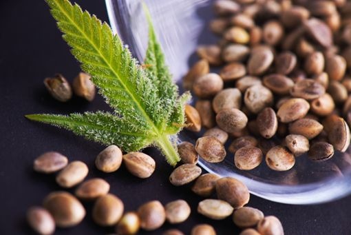 Cannalope Haze: Exotische Früchte mit dunstigem Genuss