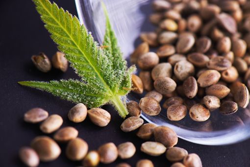 Cannalope Haze: Exotische Früchte mit dunstigem Genuss